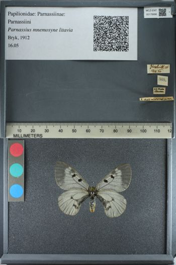 Media type: image;   Entomology 179996